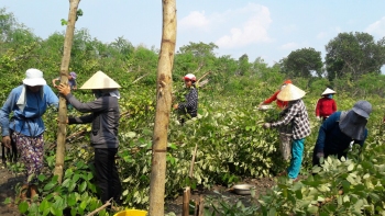 MƯA LỚN KÈM THEO LỐC XOÁY GÂY NHIỀU THIỆT HẠI  TẠI TỈNH BÌNH PHƯỚC