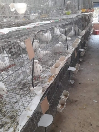 Mô hình phát triển kinh tế mới: Nuôi chim bồ câu