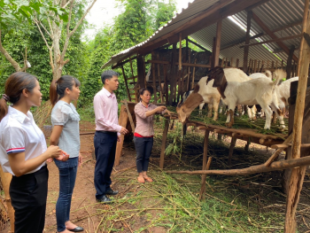 Hiệu quả nuôi dê của hội viên phụ nữ bằng vốn ưu đãi từ Ngân hàng Chính sách xã hội