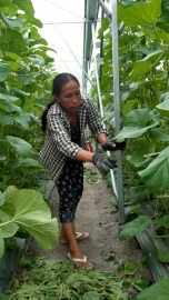 HỘI VIÊN PHỤ NỮ MINH HƯNG LÀM KINH TẾ GIỎI