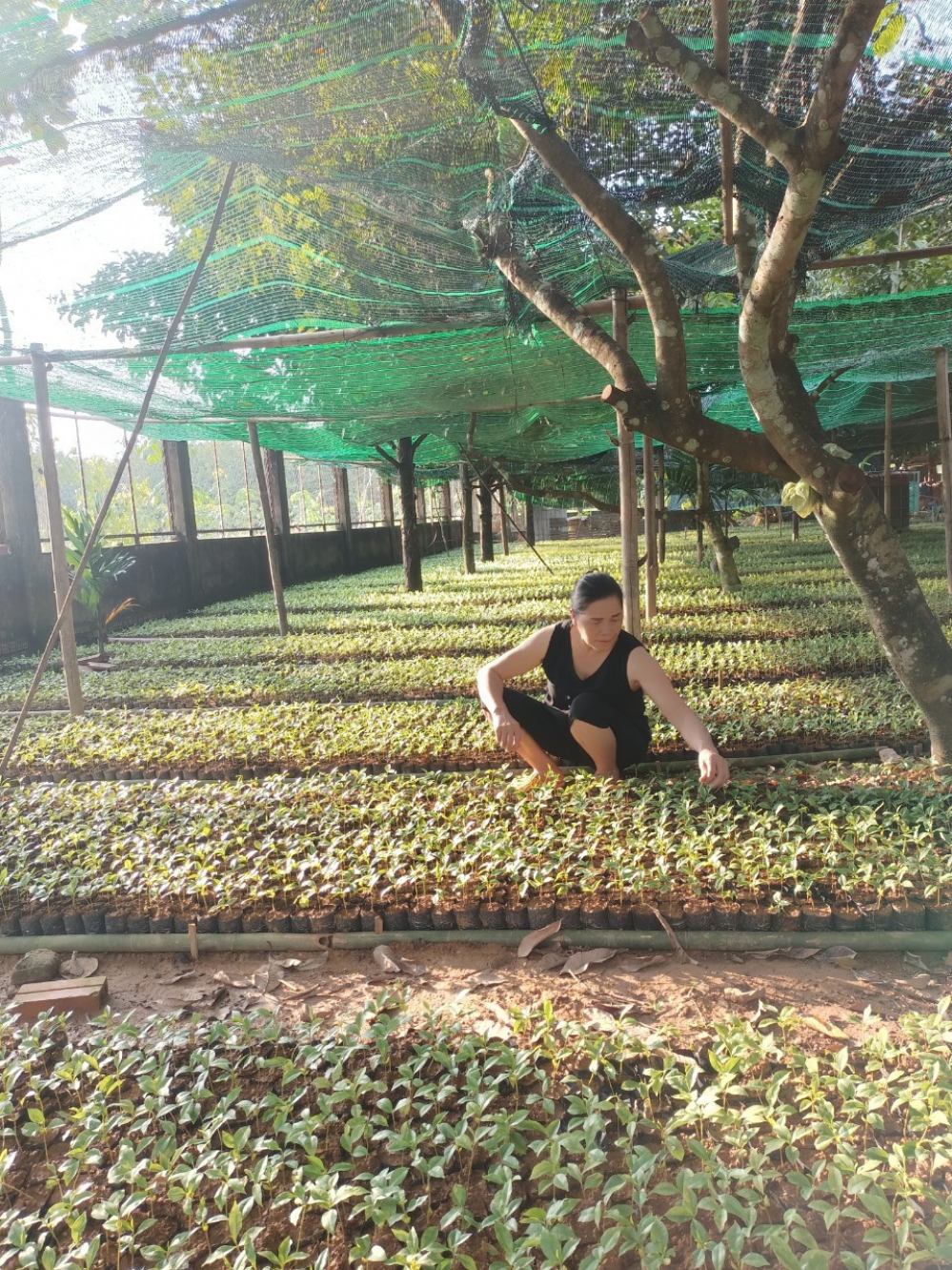 Cô Nguyễn Thị Hảo - Ấp 1, xã Đồng Tâm, huyện Đồng Phú: Gương sáng trong phong trào Phụ nữ khởi nghiệp, làm kinh tế giỏi
