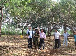 Các hộ dân tham quan vườn điều học hỏi kinh nghiệm